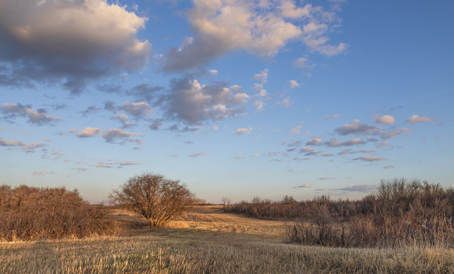 Scenic view of a prairie landscape during golden hour in Saskatoon, Saskatchewan, capturing the beauty of spring.